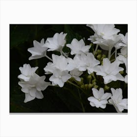 White Lilac Flowers Stampe su tela