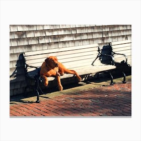 Dog On A Bench in Edgartown (Martha’s Vineyard Series) Canvas Print