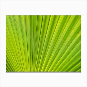 Close-up of a green palm leaf Canvas Print
