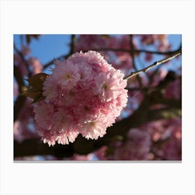 Pink blossoms of ornamental cherry 2 Canvas Print