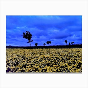 Field of Sunflowers in Tanzania Canvas Print