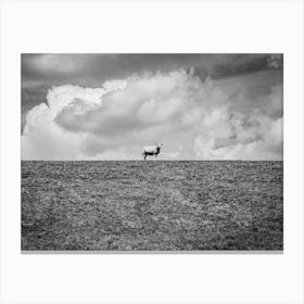 Lonely Sheep On The Hill // Nature Photography Canvas Print