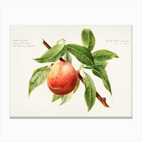 Peach On A Branch Canvas Print