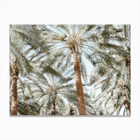 Palm Trees In The Sky Canvas Print