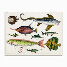 Collection Of Various Fishes, Oliver Goldsmith Canvas Print