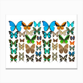 Butterfly Collection Canvas Print