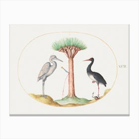 White Heron And Black Stork Killing A Snake With A Dragon S Blood Tree (1575–1580), Joris Hoefnagel Canvas Print