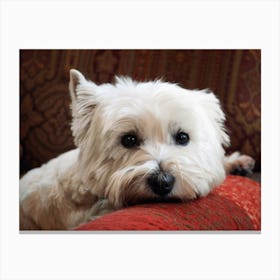 Molly the Westie Canvas Print