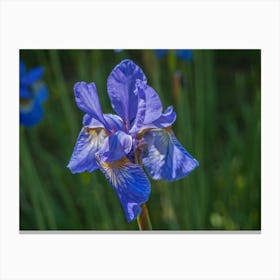 Blue Iris 1 Canvas Print