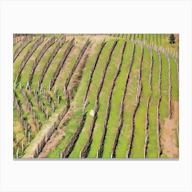 Terraced Vineyards of Langhe. Rows of neatly planted grapevines line the terraced hillsides of Langhe, Italy, showcasing the region's dedication to winemaking. The structured pattern of the vineyard rows, supported by wooden stakes, emphasizes the natural contours of the landscape, creating a harmonious blend of agriculture and nature. Canvas Print