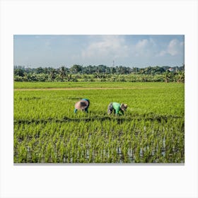 Rice Field Canvas Print