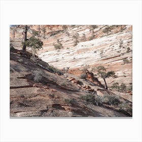 Rocky Desert Sheep Canvas Print