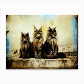 Vintage And Cats - Three Coon Cats Canvas Print