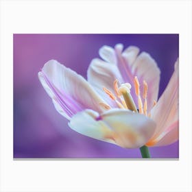 Close-up Of Tulip On Lilac Background Canvas Print