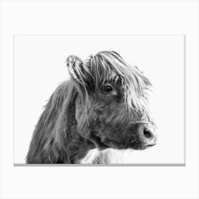 Portrait of A Highland Cattle Canvas Print