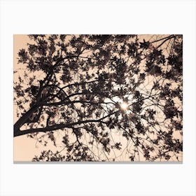 Sun Breaks Through The Branches Brown Canvas Print