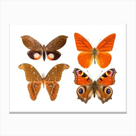 Four Orange Butterflies Canvas Print