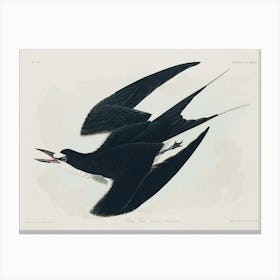 Sooty Tern, Birds Of America, John James Audubon Canvas Print