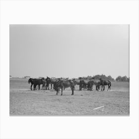 Untitled Photo, Possibly Related To Mules, Lake Dick Cooperative Association, Lake Dick, Arkansas By Canvas Print