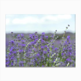 Lavender Field 9 Canvas Print