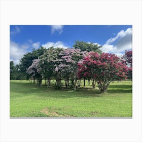 CrapeMyrtle Blooming Trees Canvas Print