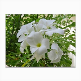 Tropical White Flora Flowers Maldives Canvas Print