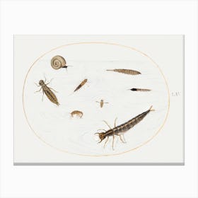 Aquatic Insects, Invertebrates And Snail, Joris Hoefnagel Canvas Print