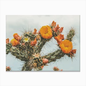 Colorful Cactus Flowers Canvas Print