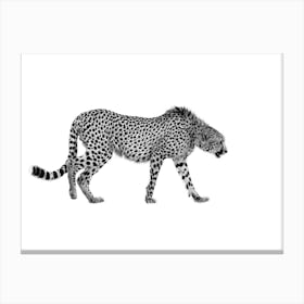 Cheetah Canvas Print