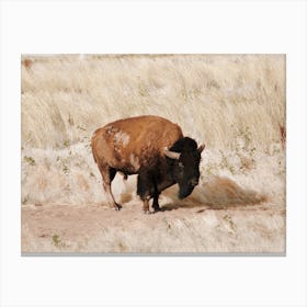 Bison In Field Canvas Print
