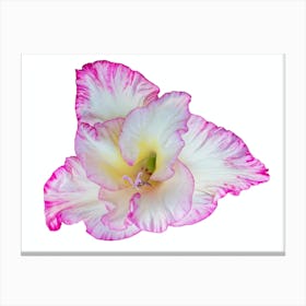 Pink Hibiscus Flower Canvas Print