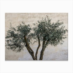 Olive Tree In Italy Canvas Print