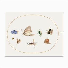 Two Butterflies With Five Other Insects (1575–1580), Joris Hoefnagel Canvas Print