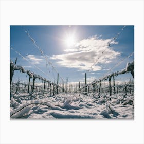 Unitltled 15 - Snow in the Vineyard Series Canvas Print