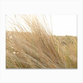 Grass in the Dunes // The Netherlands // Travel Photography Canvas Print