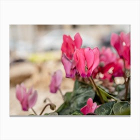 Pink Cyclamen Flowers 1 Canvas Print