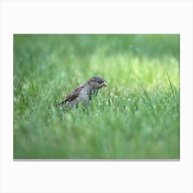 Sparrow In Grass Canvas Print