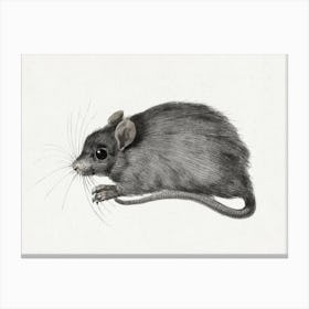 Mouse, Jean Bernard Canvas Print