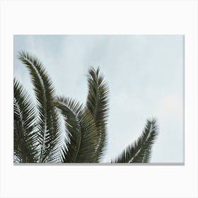 Palm Leaf Sky Canvas Print