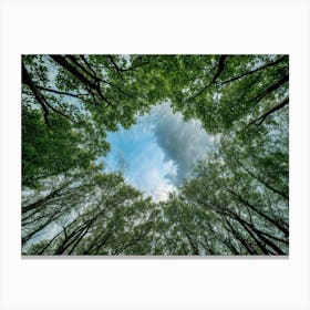 Forest Trees Canvas Print