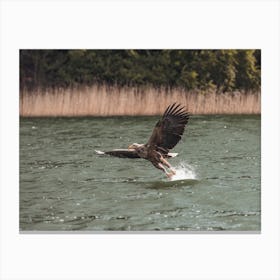 Sea Eagle Flying Canvas Print