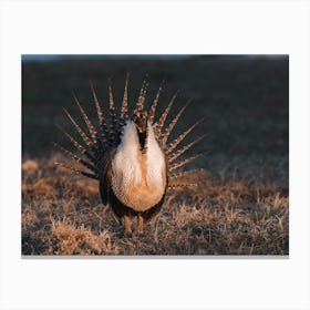 Sage Grouse Sunset Canvas Print