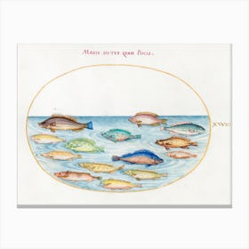 Sea Bream And Other Fish (1575–1580), Joris Hoefnagel Canvas Print