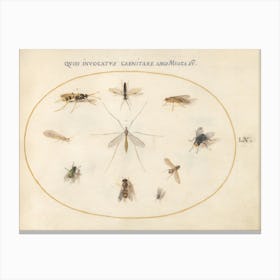 Flies and Other Insects (c. 1575-1580), Joris Hoefnagel Canvas Print