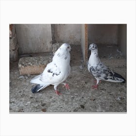 Pigeons Canvas Print