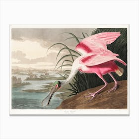 Roseate Spoonbill, Platalea Leucorodia, From 'The Birds Of America', 1836 By John James Audubon Canvas Print