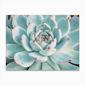 Blue And Pink Succulent Canvas Print