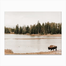 Lakeside Bison Canvas Print