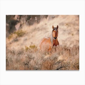 Horse In The Desert Canvas Print