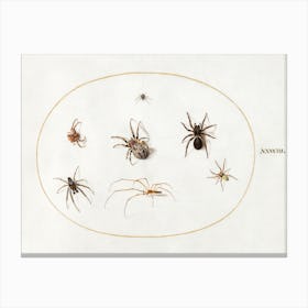 Seven Spiders (1575–1580), Joris Hoefnagel Canvas Print